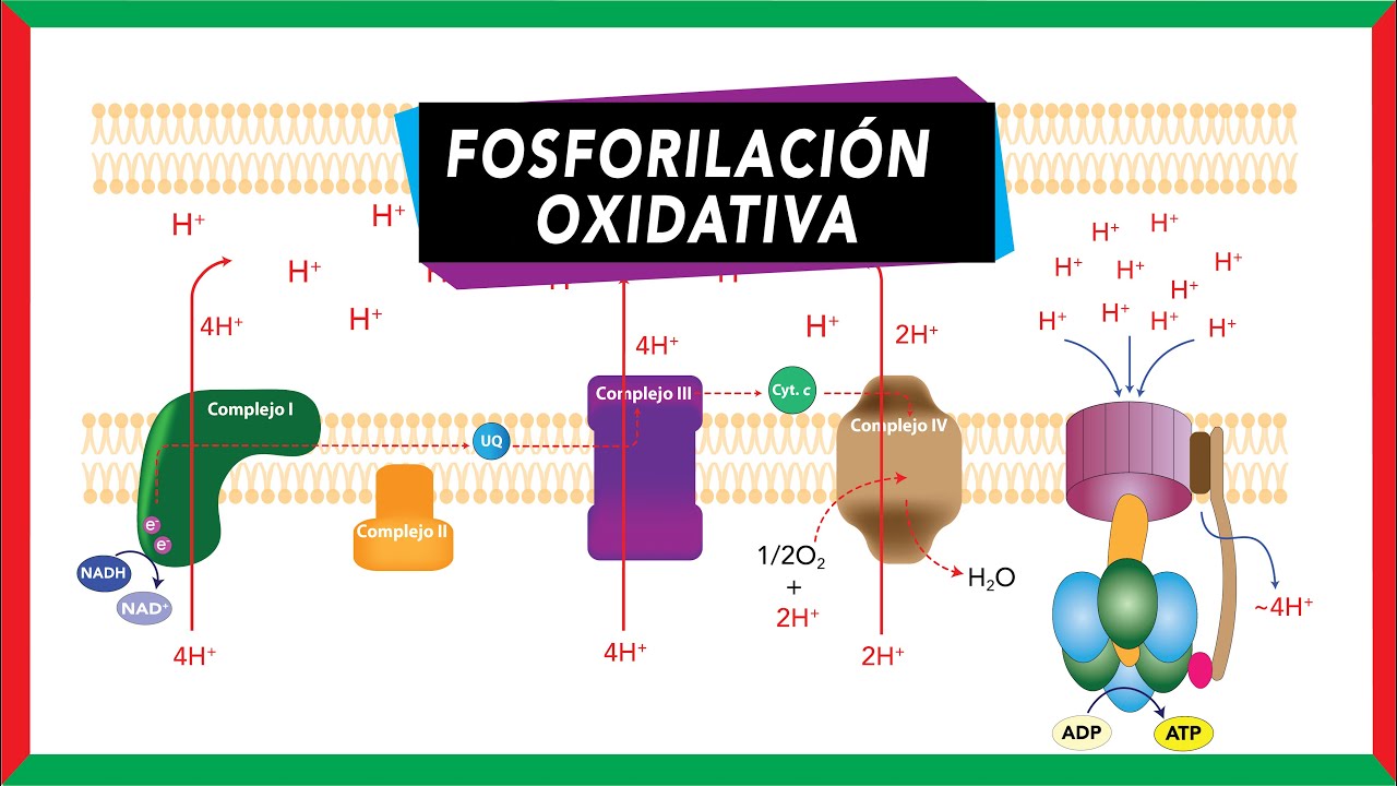 modelo de transferencia de electrones