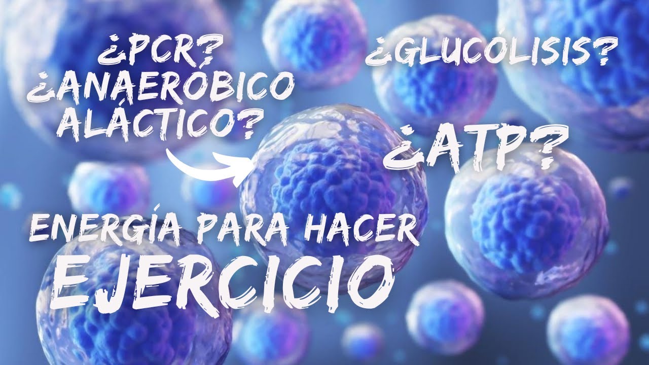 sistemas de produccion de energia del cuerpo humano