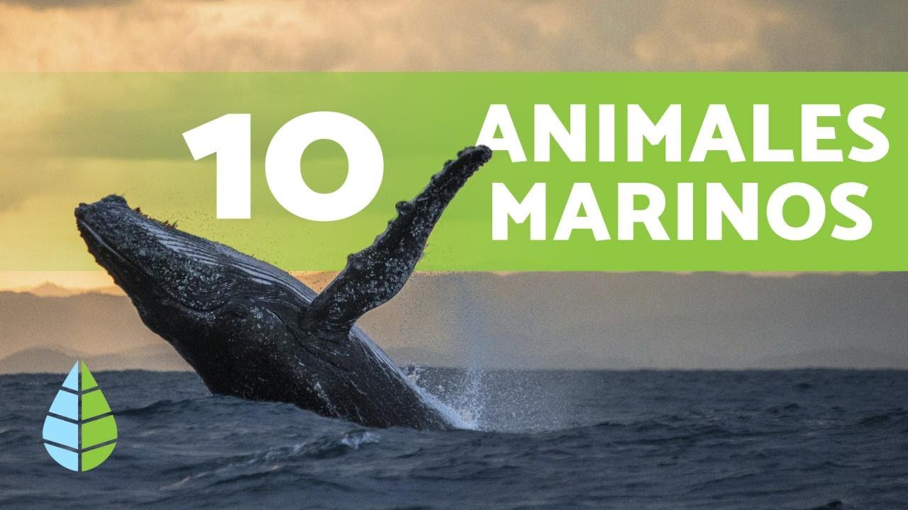 animales que viven en las playas