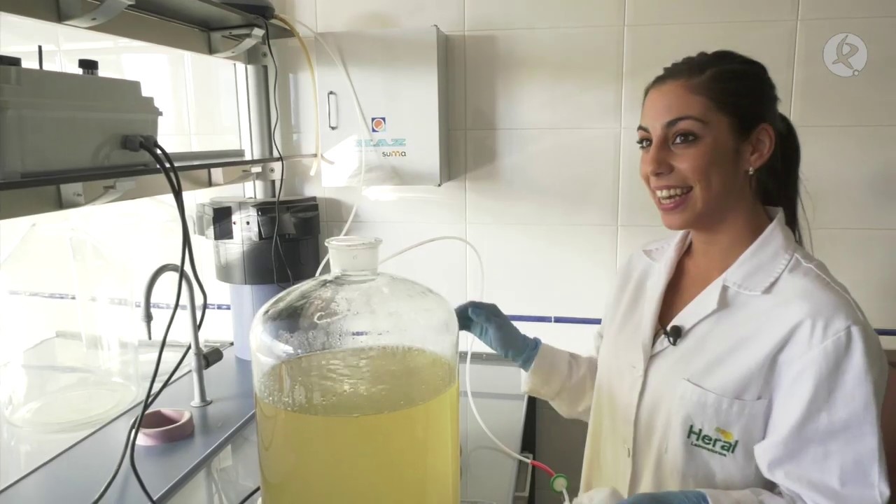 como se reproduce una levadura