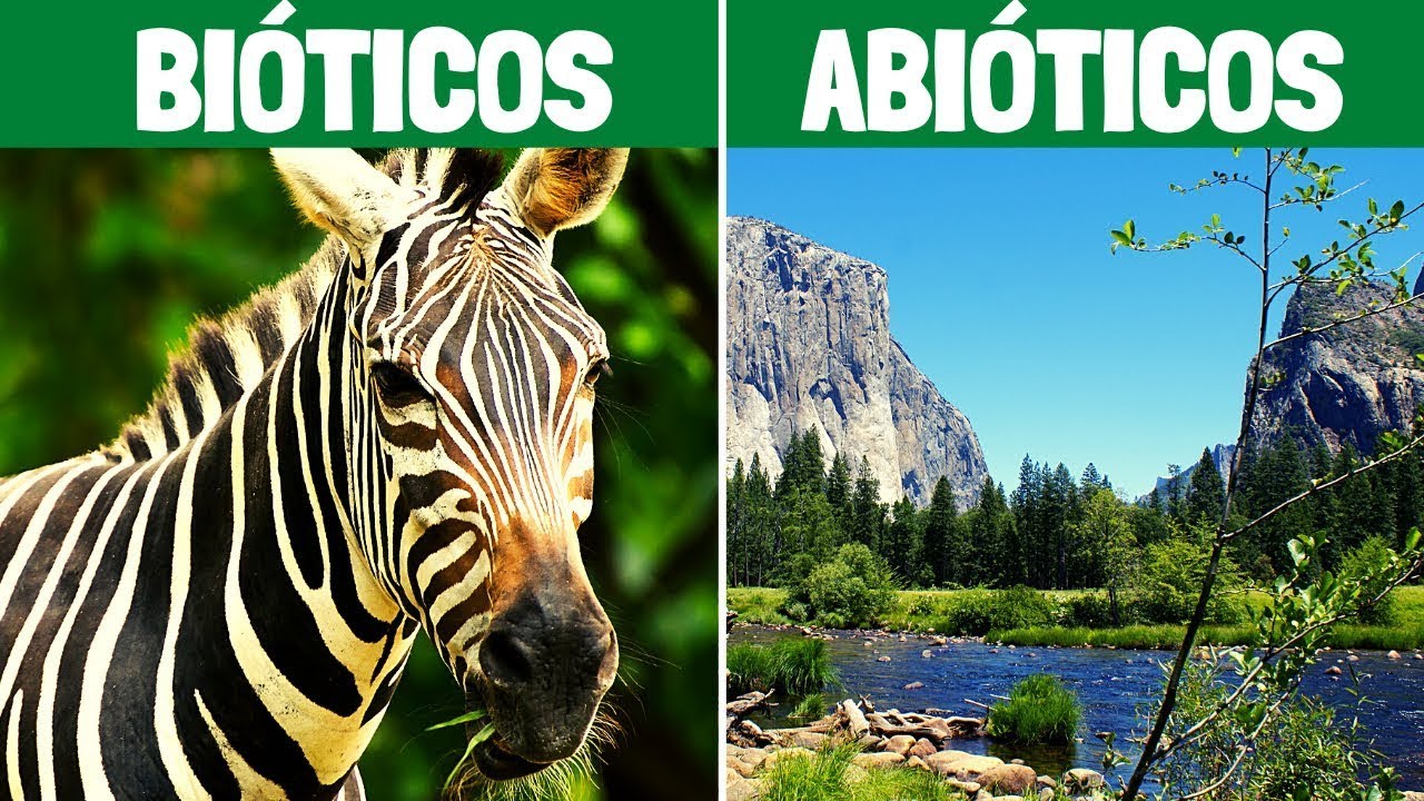 componentes bioticos y abioticos de un ecosistema marino