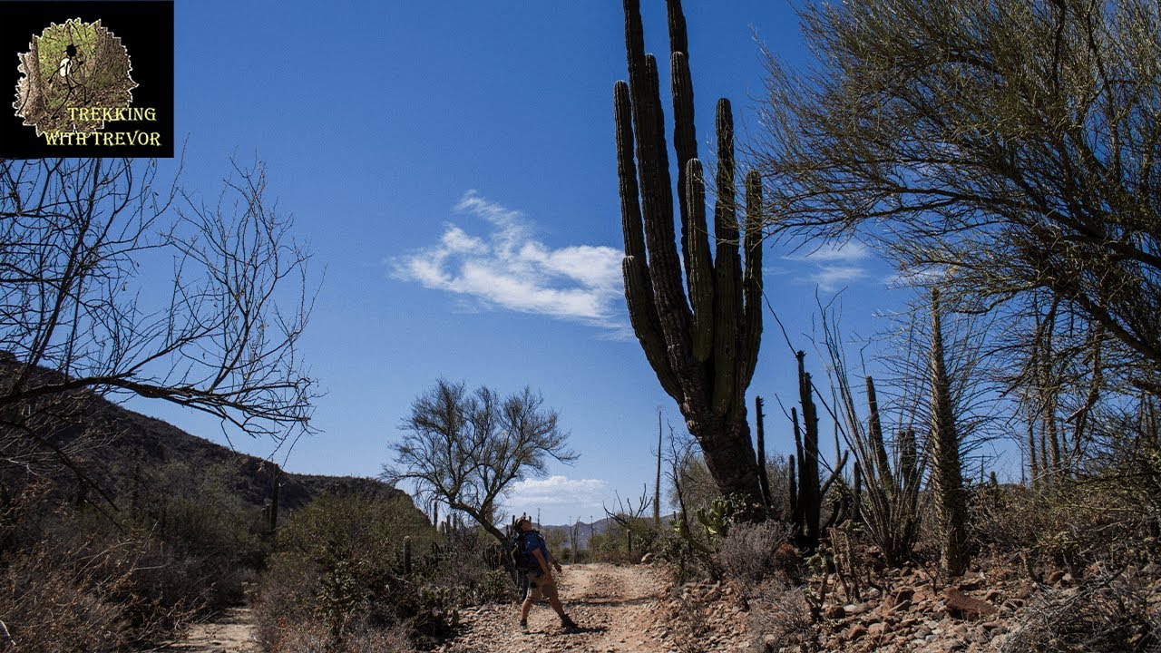 flora y fauna del desierto de vizcaino