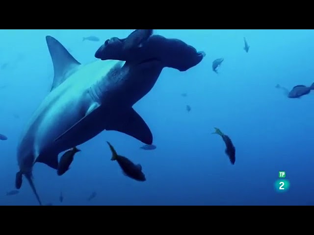 la vida de bajo del mar
