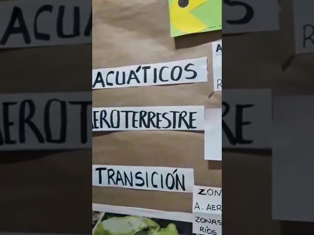 tipos de ambientes de transicion