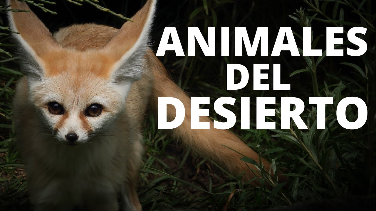 animales del desierto de egipto