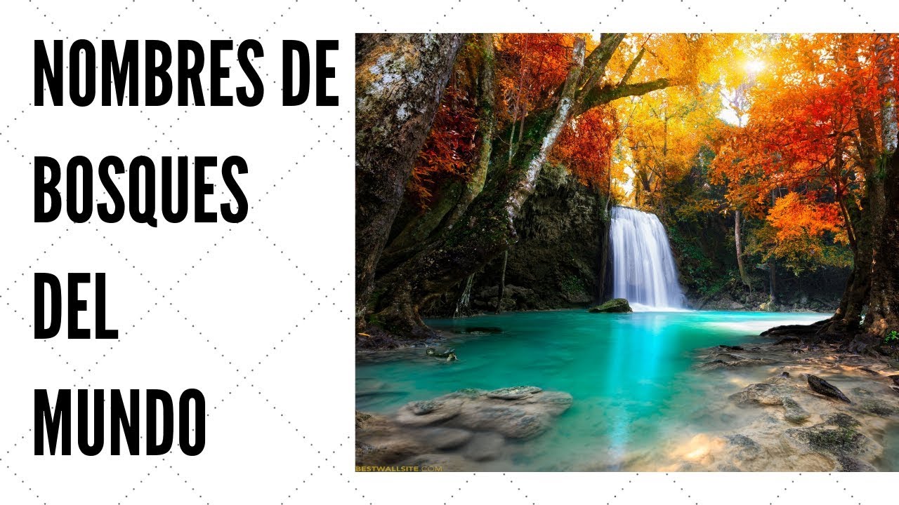 bosques de estados unidos nombres