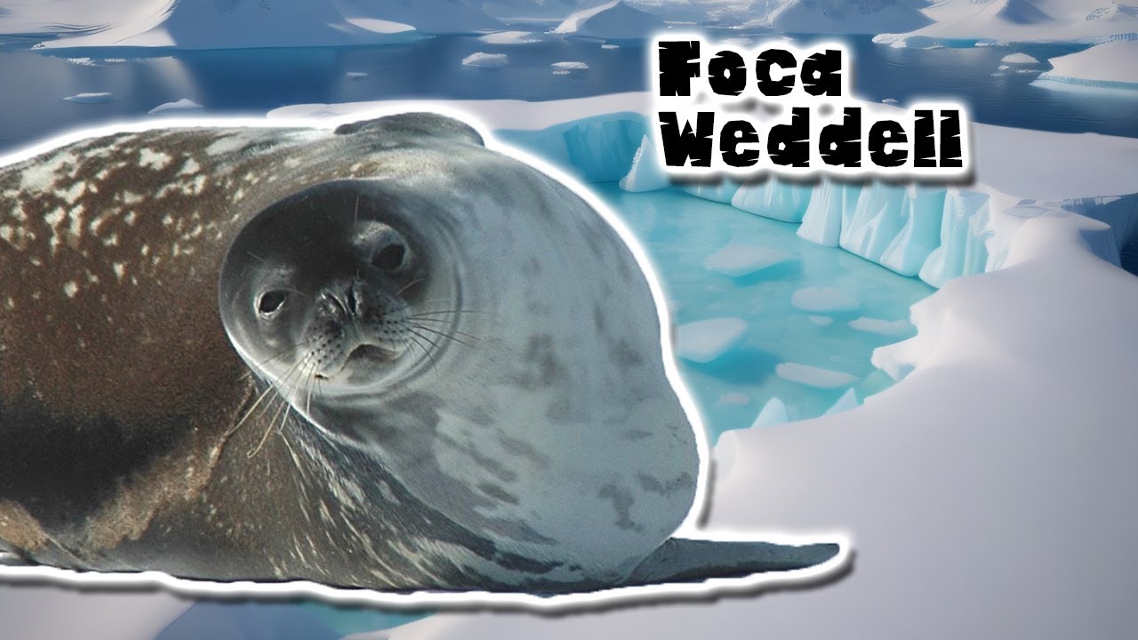 caracteristicas de la foca de weddell