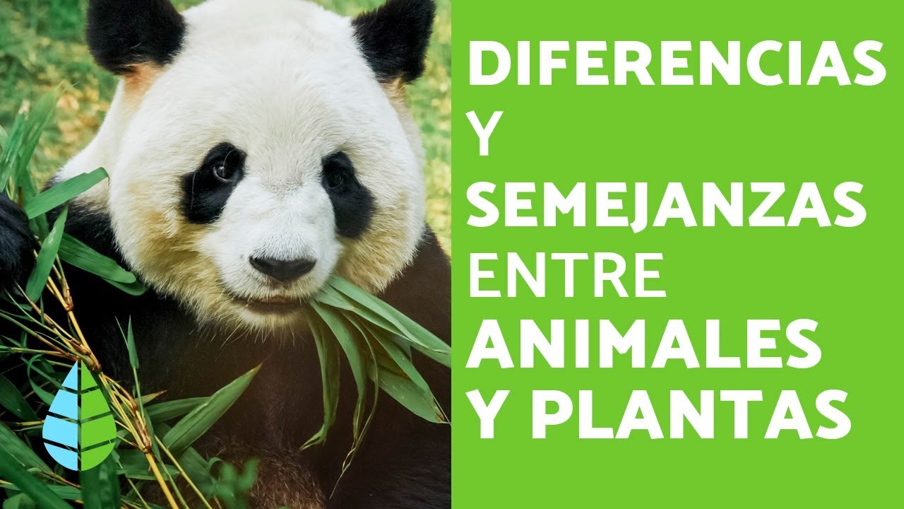 como se relacionan las plantas y los animales