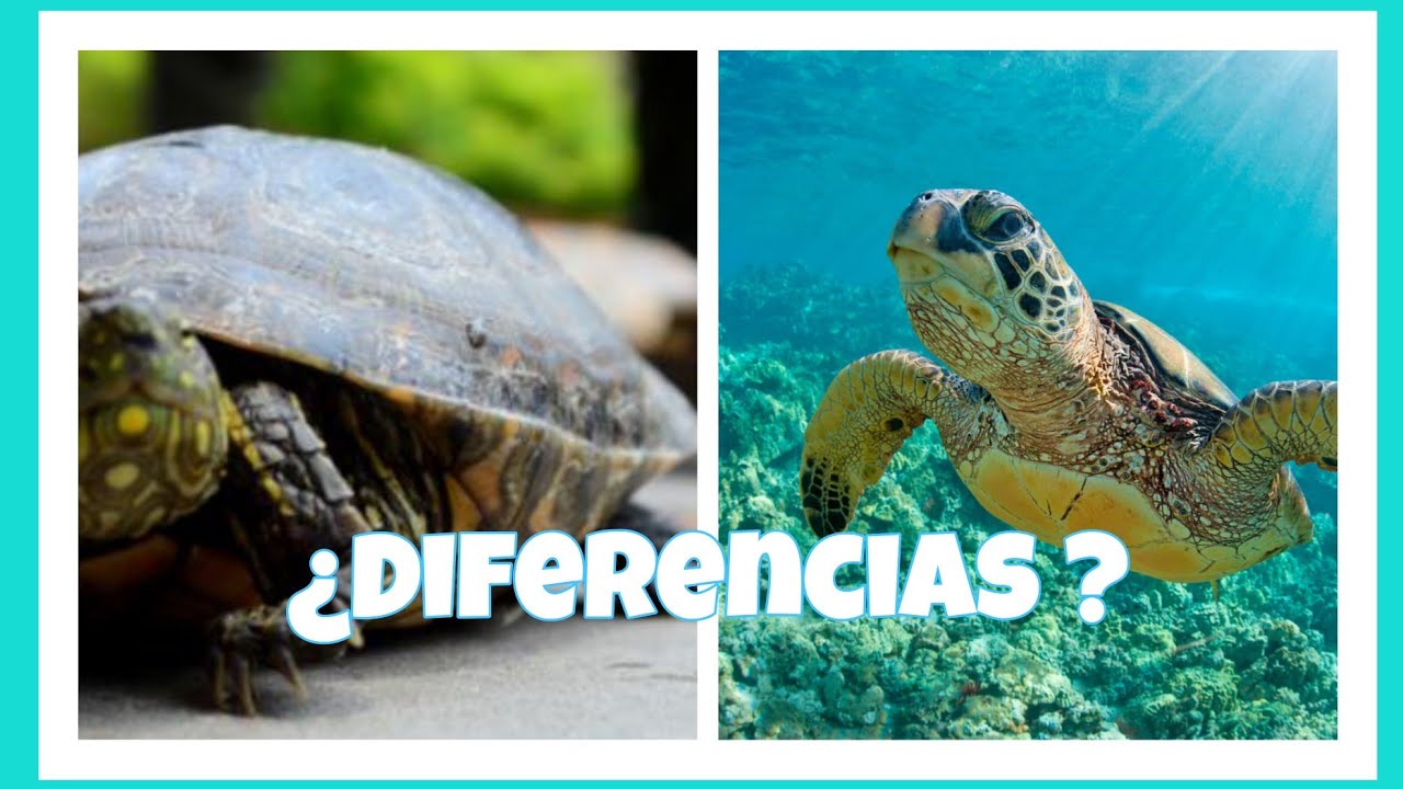 diferencia entre tortuga marina y terrestre