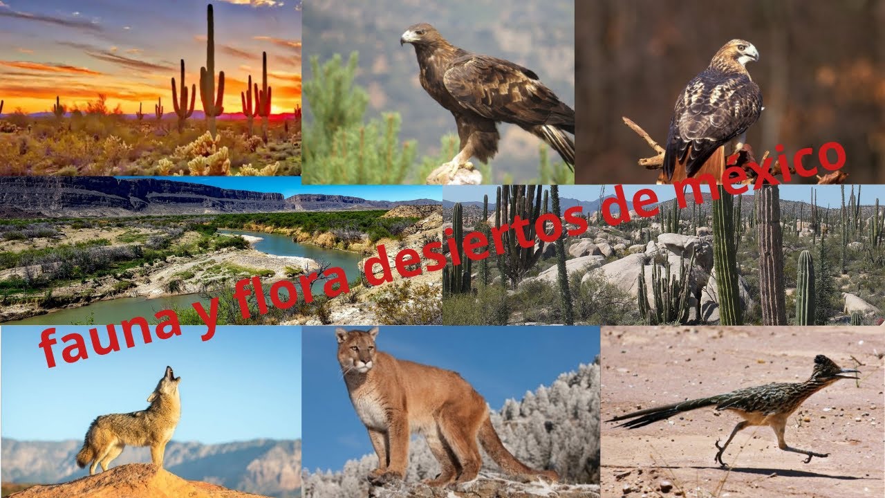 flora y fauna de los desiertos de mexico