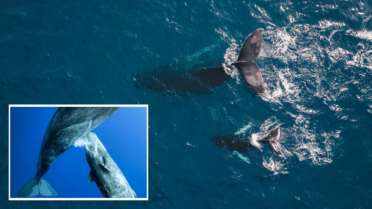 la ballena amamanta a sus crias