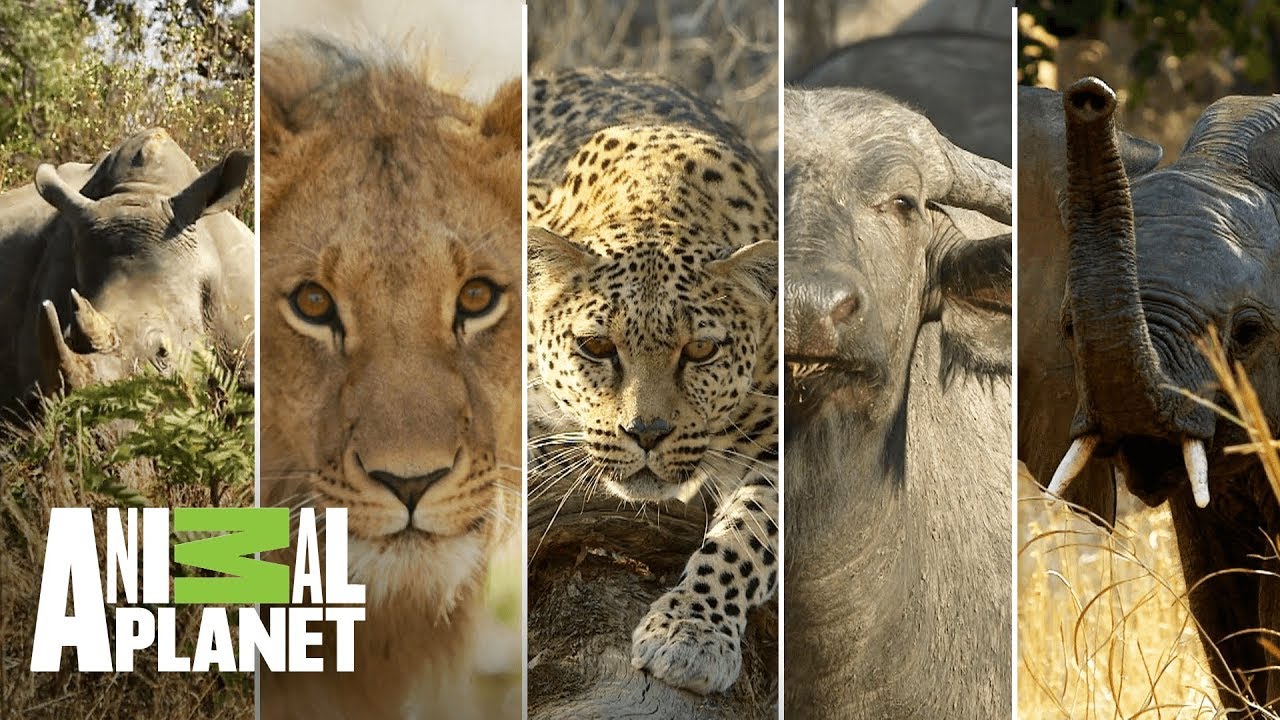 los 5 grandes mamiferos de africa